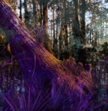 Artists in Residence in Everglades summit contemplates art, diversity and the environment