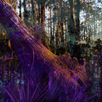Artists in Residence in Everglades summit contemplates art, diversity and the environment
