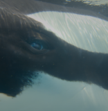 Films Shot In Miami Or About Miami Take on Different Subjects at This Year’s Festival