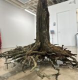 Hampton Art Lovers presents “Under a Simple Tree: The Canopy Policy Project”